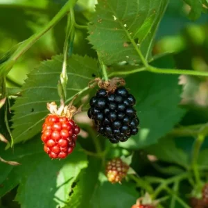 2 Von Thornless Blackberry Live Plants – Sweet Fruit, High Yield – Zones 5-10 - Image 1