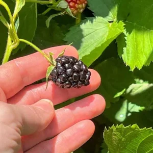 2 Von Thornless Blackberry Live Plants – Sweet Fruit, High Yield – Zones 5-10 - Image 4