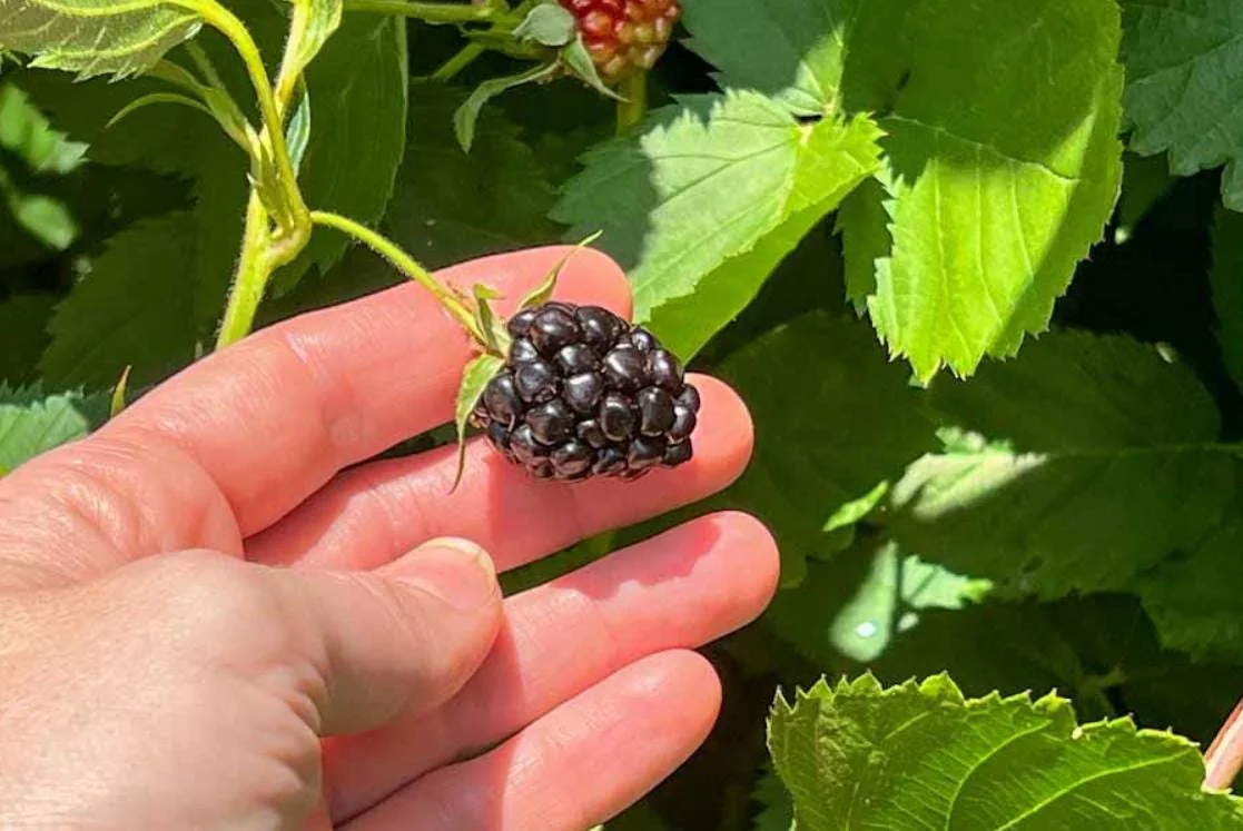 2 Von Thornless Blackberry Live Plants – Sweet Fruit, High Yield – Zones 5-10 - Image 4