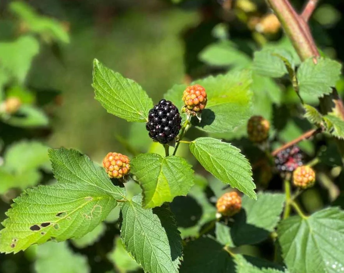 2 Von Thornless Blackberry Live Plants – Sweet Fruit, High Yield – Zones 5-10 - Image 5