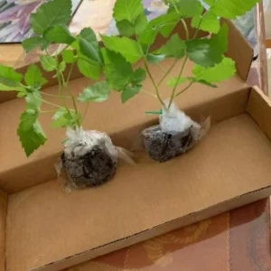 2 Von Thornless Blackberry Live Plants – Sweet Fruit, High Yield – Zones 5-10 - Image 6