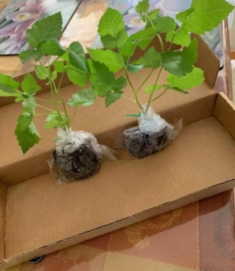 2 Von Thornless Blackberry Live Plants – Sweet Fruit, High Yield – Zones 5-10 - Image 6