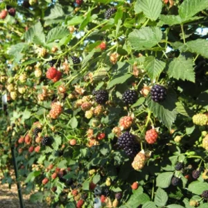 2 Von Thornless Blackberry Live Plants – Sweet Fruit, High Yield – Zones 5-10 - Image 7