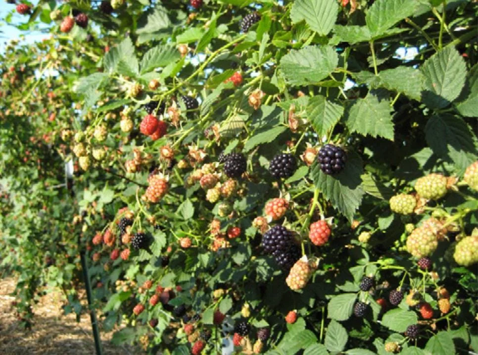2 Von Thornless Blackberry Live Plants – Sweet Fruit, High Yield – Zones 5-10 - Image 7