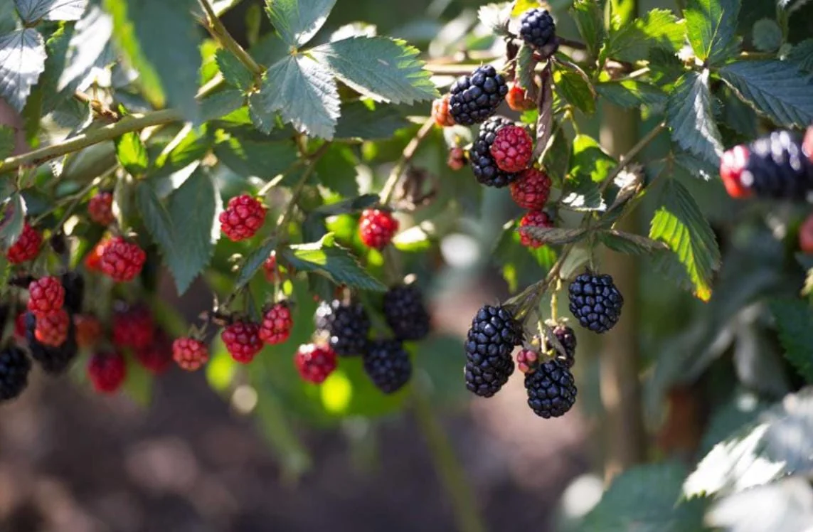 2 Von Thornless Blackberry Live Plants – Sweet Fruit, High Yield – Zones 5-10 - Image 8