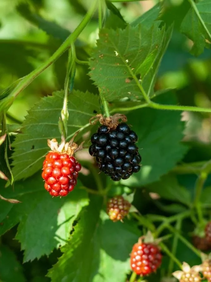 2 Von Thornless Blackberry Live Plants – Sweet Fruit, High Yield – Zones 5-10 - Image 1