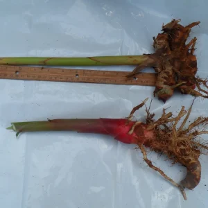 2 White Butterfly Ginger Rhizomes Live Plant - Fragrant Hedychium - Image 2