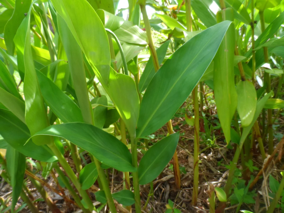 2 White Butterfly Ginger Rhizomes Live Plant - Fragrant Hedychium - Image 3