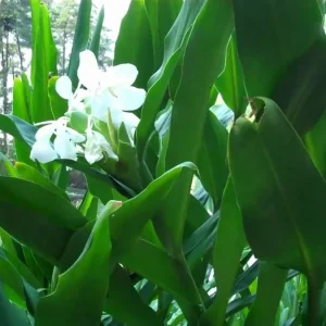 2 White Butterfly Ginger Rhizomes Live Plant - Fragrant Hedychium - Image 4