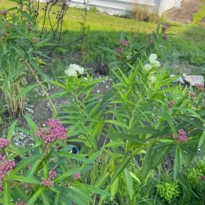 2 White Vining Milkweed Live Plant - Asclepias Incarnata Starter - 4-6