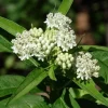 2 White Vining Milkweed Live Plant - Asclepias Incarnata Starter - 4-6" Tall - Image 1