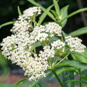 2 White Vining Milkweed Live Plant - Asclepias Incarnata Starter - 4-6