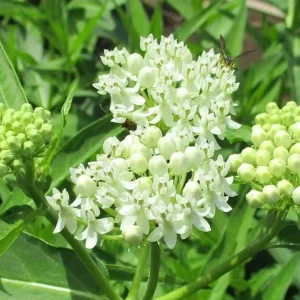 2 White Vining Milkweed Live Plant - Asclepias Incarnata Starter - 4-6