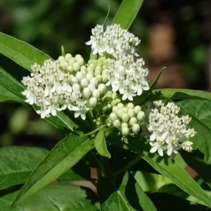 2 White Vining Milkweed Live Plant - Asclepias Incarnata Starter - 4-6
