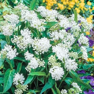 2 White Vining Milkweed Live Plant - Asclepias Incarnata Starter - 4-6