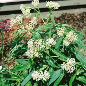 2 White Vining Milkweed Live Plant - Asclepias Incarnata Starter - 4-6