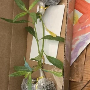 2 White Vining Milkweed Live Plant - Asclepias Incarnata Starter - 4-6