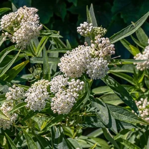 2 White Vining Milkweed Live Plant - Asclepias Incarnata Starter - 4-6