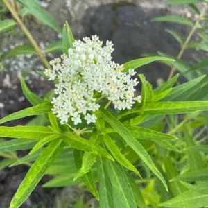 2 White Vining Milkweed Live Plant - Asclepias Incarnata Starter - 4-6
