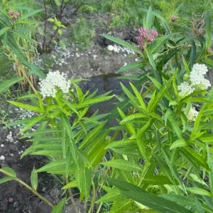 2 White Vining Milkweed Live Plant - Asclepias Incarnata Starter - 4-6