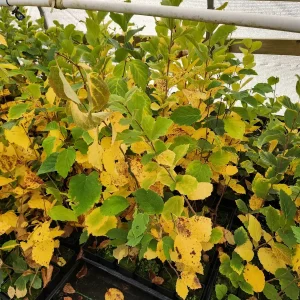 2 Witchhazel Live Plants (Hamamelis Virginiana) - 4 inch Container, 8 inch Tall - Image 3