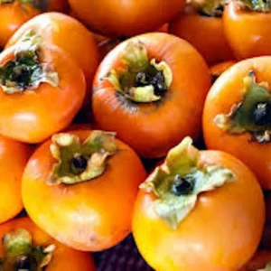 20 American Persimmon Tree Seeds - Diospyros Virginiana Organic Heirloom Fruit for Planting - Image 1