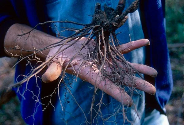 20 Black Cohosh Bare Root Plants - Actaea Racemosa Wildflower Native - Image 4