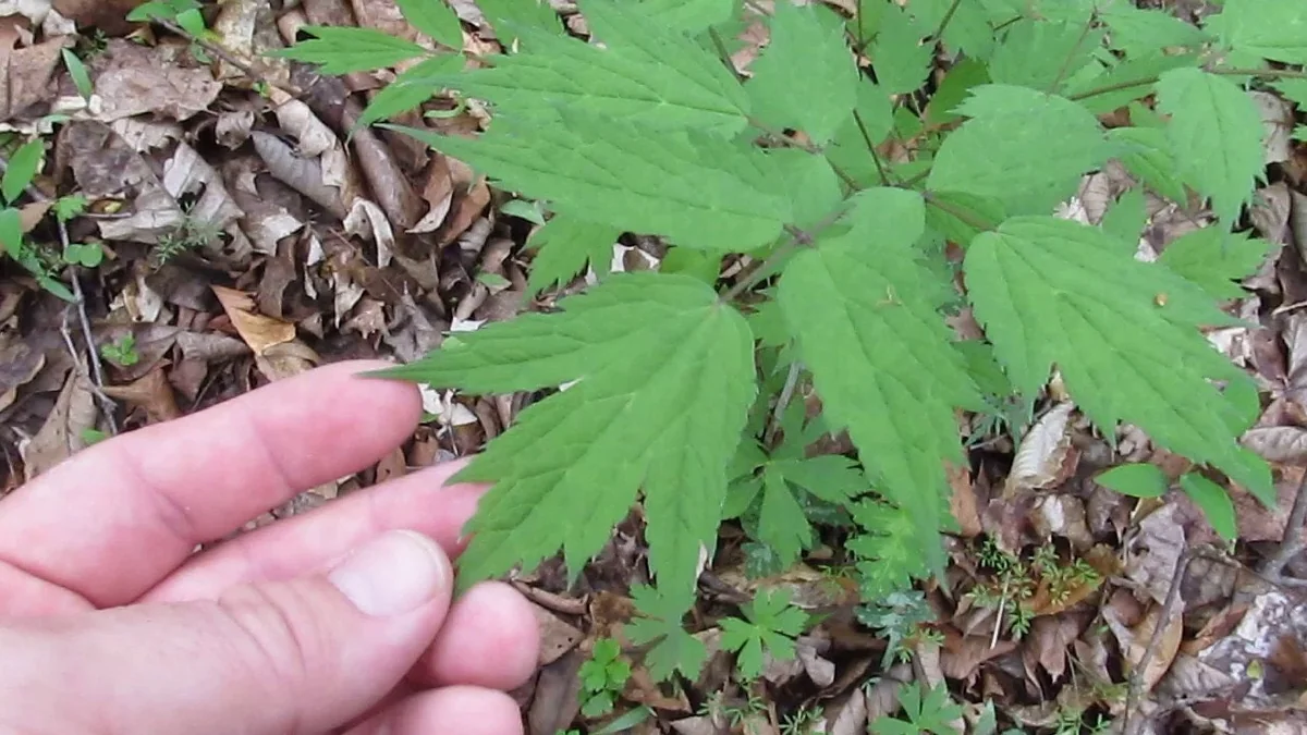 20 Black Cohosh Bare Root Plants - Actaea Racemosa Wildflower Native - Image 6