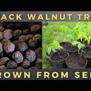 20 Black Walnut Tree Seeds - Juglans Nigra Organic Planting Stock - Image 2