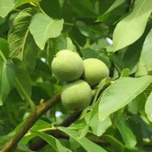 20 Black Walnut Tree Seeds - Juglans Nigra Organic Planting Stock - Image 3