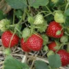 20 Cardinal Strawberry Bare Roots - June-Bearing Fruit Plants for Gardens - Image 1