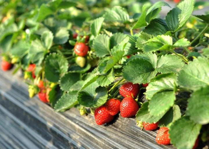 20 Cardinal Strawberry Bare Roots - June-Bearing Fruit Plants for Gardens - Image 3