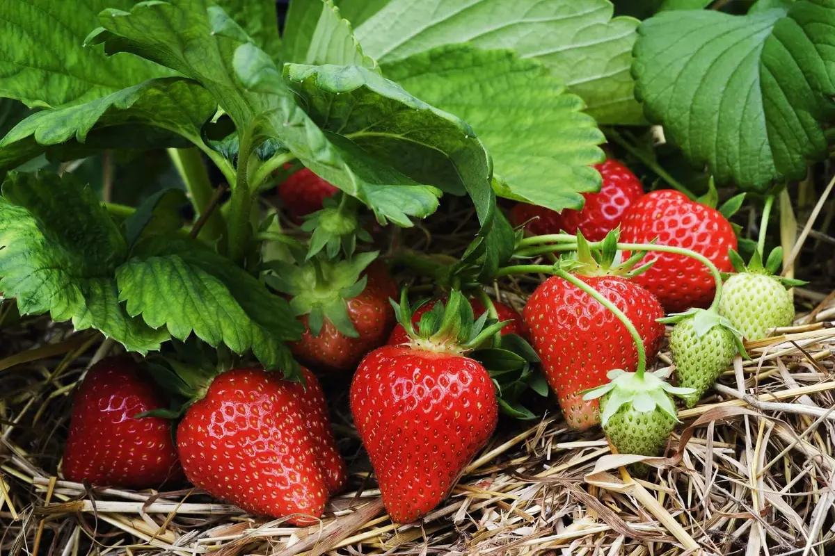 20 Cardinal Strawberry Bare Roots - June-Bearing Fruit Plants for Gardens - Image 4