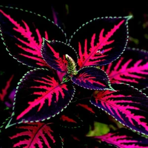 20 Coleus Seeds - Rare Color Mix with Pink, Black, Green Variegated Foliage - Annual Flower Seeds - Image 2