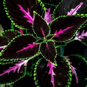 20 Coleus Seeds - Rare Color Mix with Pink, Black, Green Variegated Foliage - Annual Flower Seeds - Image 1