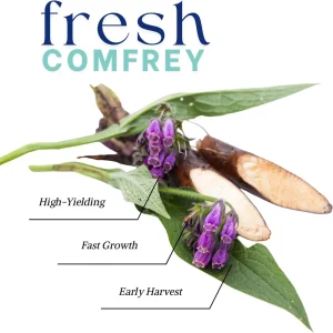 20 Comfrey Bocking 14 Bare Roots 3-6 Inch Perennial Herb Rhizomes Outdoor - Image 2