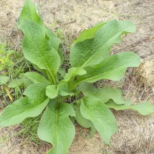 20 Comfrey Bocking 14 Bare Roots 3-6 Inch Perennial Herb Rhizomes Outdoor - Image 1