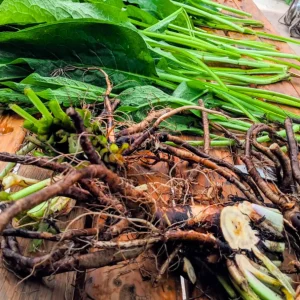 20 Comfrey Bocking 14 Bare Roots 3-6 Inch Perennial Herb Rhizomes Outdoor - Image 7