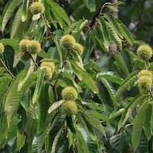 20 Dunstan Hybrid American Chestnut Tree Seeds - Blight Resistant - Image 10