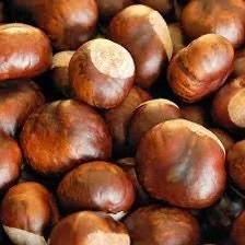 20 Dunstan Hybrid American Chestnut Tree Seeds - Blight Resistant - Image 2