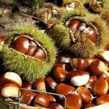 20 Dunstan Hybrid American Chestnut Tree Seeds - Blight Resistant - Image 4