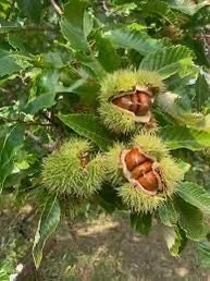 20 Dunstan Hybrid American Chestnut Tree Seeds - Blight Resistant - Image 5