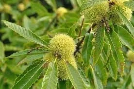 20 Dunstan Hybrid American Chestnut Tree Seeds - Blight Resistant - Image 6