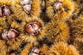 20 Dunstan Hybrid American Chestnut Tree Seeds - Blight Resistant - Image 7