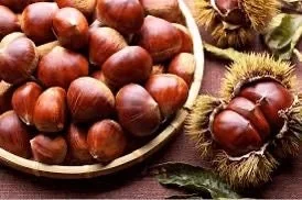 20 Dunstan Hybrid American Chestnut Tree Seeds - Blight Resistant - Image 8