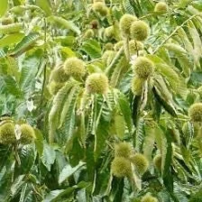 20 Dunstan Hybrid American Chestnut Tree Seeds - Blight Resistant - Image 9