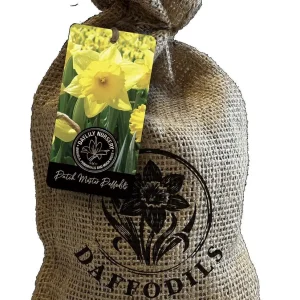 20 Dutch Master Trumpet Daffodil Bulbs – Golden Yellow Flowers – Outdoor Planting - Image 1