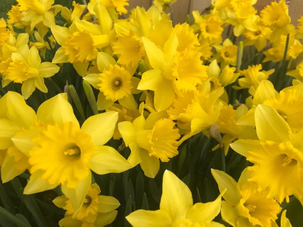 20 Dutch Master Trumpet Daffodil Bulbs – Golden Yellow Flowers – Outdoor Planting - Image 4