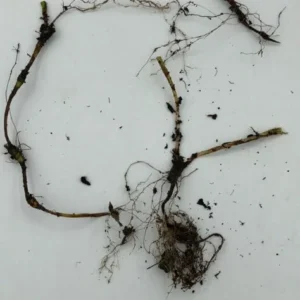 20 Dwarf Crested Iris Cristata Bare Root Plants - Native Wildflower - Image 8