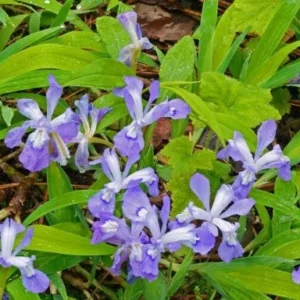 20 Dwarf Crested Iris Cristata Bare Root Plants - Native Wildflower - Image 9